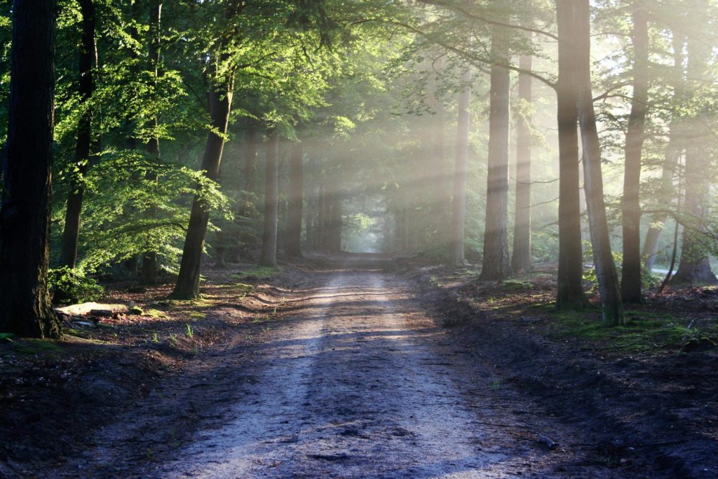 road-sun-rays-path-35600-1 Sunlight Through Trees Beside Pathway